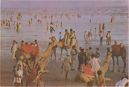 Clifton Beach - Karachi - & Camel - Pakistan
