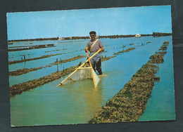 Cpsm Gf - Cote Atlantique - Pêche De La Crevette Dans Les Parcs - Maca 3777 - Pêche