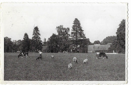 LEZ HUY  --  < L'HEUREUX ABRI > Château De Solières - Un Coin Du Parc: Le Cheptel - Huy