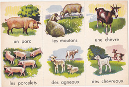 Images à Découper / Les Animaux De La Ferme Et Leurs Petits / Années 50 (Scolaire, Ecole, Enfant) - Animali