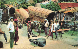 CPA SRI LANKA - Branding Cattle - Ceylon - Colorisé - The Colombo Apothecaries N°49 - Sri Lanka (Ceylon)