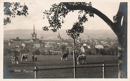 Payerne 1929 Troupeau De Vaches - Payerne