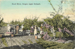 Pays Div -ref BB182- Etats Unis D Amerique - Usa - Hood River , Oregon Apple Orchard  - - Sonstige & Ohne Zuordnung