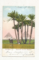 Cp, EGYPTE,  EGYPT, LE CAIRE, Pyramide Vue Des Palmiers, Dos Simple,  Voyagée ,  Union Postale Universelle - Kairo