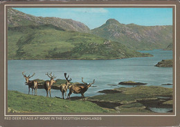 UK - Dundee - Red Deer Stags At Home In The Scottisch Highlands - Nice Stamp - Angus