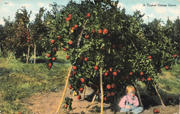 CPA ETATS UNIS - A Typical Orange Grove - Oblitéré A Phoenix En 1909 - Andere & Zonder Classificatie