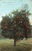 CPA ETATS UNIS - Arizona - A Navel Orange Tree  - Oblitéré A Phoenix En 1908 - Andere & Zonder Classificatie