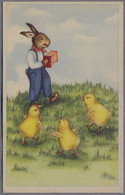 Lapin Humanisé , Humanized Rabbit, Bunny,  Hase , Accordion, Chick ,Poussin  1944y. Belgique M580 - Pasqua