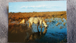 CPSM CHEVAL CHEVAUX LA CAMARGUE PAYS DE CIEL BLEU ET DES MIRAGES A TRAVERS LES MARAIS ED DE FRANCE - Taureaux