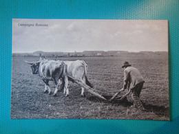 Cartolina Campagna Romana. Non Viaggiata - Parks & Gärten