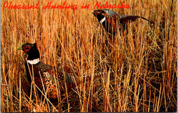 Nebraska Pheasant Hunting - Other & Unclassified