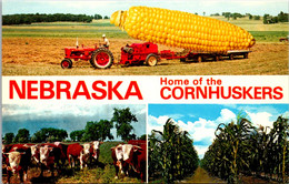 Nebraska Home Of The Cornhuskers Split View With Large Ear Of Corn Cattle And Corn Field - Autres & Non Classés