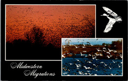 Nebraska Midwestern Migrations - Andere & Zonder Classificatie