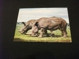 RINOCERONTE  RHINOCEROS AFRICAN WILD LIFE RHINO UGANDA - Rinoceronte