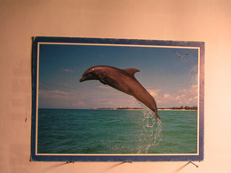 Animaux & Faune > Dauphins - 170 X 120 Mm - Dauphins