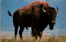 Bulls Buffalo - Taureaux
