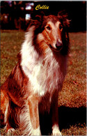 Dogs Collie - Chiens