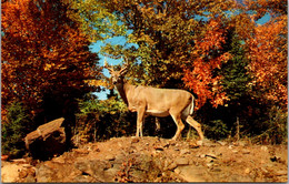White Tail Deer Monarch Of Nature's Winter Wonderland - Autres & Non Classés