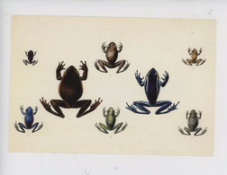 Charles Alexandre Lesueur Illustrateur 1778-1846 Grenouille - Rainettes 1804/1808 Terres Australes 2500 Espèces - Lesueur