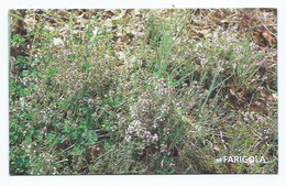 FARIGOLA, FRIGOLA, TIMÓ, TIMONET.- MUSEU TRIAS DE LES GALETES.- SANTA COLOMA DE FARNERS.- LA SELVA.- GIRONA - CATALUNYA. - Plantes Médicinales