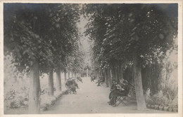 CPA Photographie - Allée Dans Un Parc - Personnes Sur Des Bancs En Train De Lire - Lieu à Identifier - Photographie