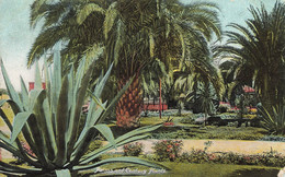 CPA Amérique - Palms And Century Plants - Palmiers - Otros & Sin Clasificación