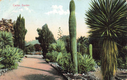 CPA Amérique - Cactus Garden - 1907 - Jardin De Cactus - Otros & Sin Clasificación