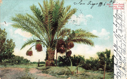 CPA Amérique - Date Palm Bearing Fruit - Califormia - Dattier - Otros & Sin Clasificación