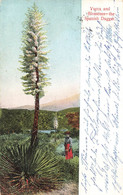 CPA Amérique - Yucca And Blossoms - The Spanish Dagger - Flore - Arbre - Other & Unclassified