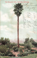 CPA Amérique - The Roosevelt Palm - Riverside - California - Flore - Arbre - Sonstige & Ohne Zuordnung
