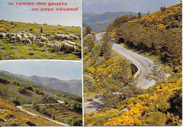 Paysage Cévenol Cachet Poste 1983 - Altri & Non Classificati