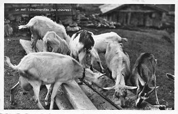 Le Sel Gourmandises Des Chèvres Ziegen Salz - Autres & Non Classés