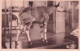 Tervueren - Musée Du Congo - L'okapi - Tervuren