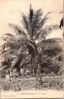 (4 M 16) VERY OLD - Congo Français / French Congo (b/w)  Un Cocotier / Coconut Tree (posted) - Congo Français