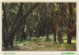 Spanien - Gomera - Der Wald Von Garajonay - Gomera