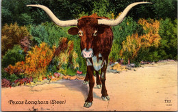 Bulls Texas Long Horn Steer - Taureaux