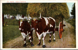 Bulls Ox Team Pulling Wagon Load Of Hay Nova Scotia Canada 1929 - Taureaux