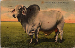 Bulls Brahman Bull In Florida Pasture 1950 Curteich - Taureaux