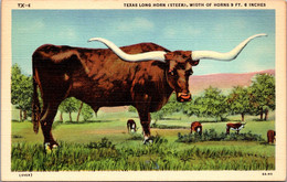 Bulls Texas Long Horn Steer Curteich - Taureaux