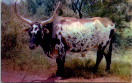 Bulls Texas Long Horn Steer - Taureaux