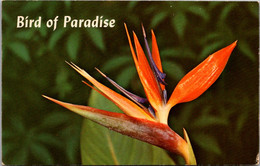 Flowers Bird Of Paradise - Blumen