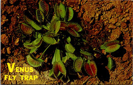 Plants Venus Fly Trap - Plantas Tóxicas