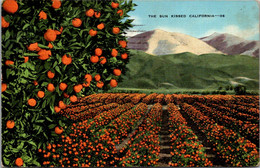 Oranges In The Sun Kissed California 1941 - Sonstige & Ohne Zuordnung