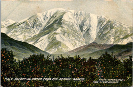 California "Old Baldy" In Winter From The Orange Groves - Sonstige & Ohne Zuordnung