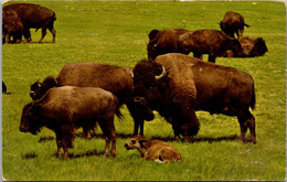 Buffaloes In Custer State Park In The Black Hills Of South Dakota - Taureaux