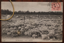 1904 Cpa Ak En Beauce Parc à Moutons Agneaux élevage Berger - Viehzucht