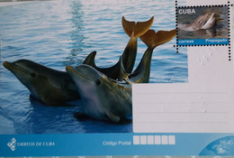 Kuba Cuba Bildpostkarte Delfine Dolphins - Cuba