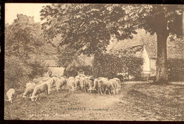 Cpa Neerpelt   Moutons  1924 - Peer