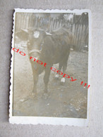 Black Bull Or Ox ( Old Real Photo ) - Taureaux