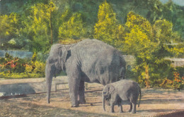 ELEPHANTS - Éléphants